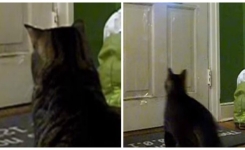 Chaque jour à midi, ce chat se poste devant la porte et ce qu’il fait ensuite fait rire le monde entier