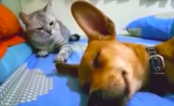 La réaction de ce chat face à un chien qui pète dans son sommeil est hilarante