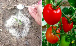 4 conseils pour cultiver des tomates 
