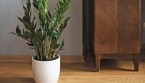 Plante ZZ : le secret naturel pour la faire pousser plus vite