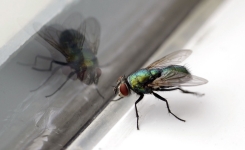  3 solutions naturelles pour se débarrasser des mouches  à moindre coût 
