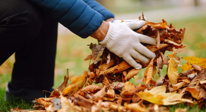 Feuilles du voisin qui tombent chez vous
