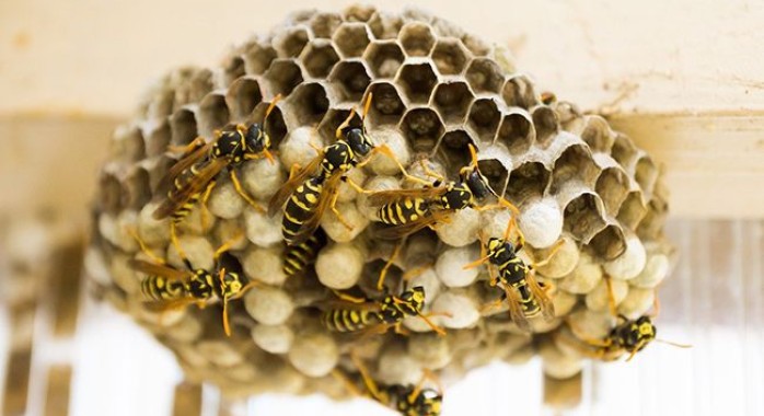 Comment détruire un nid de guêpes