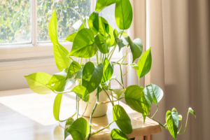Pothos : la plante dépolluante idéale pour purifier l’air de votre maison
